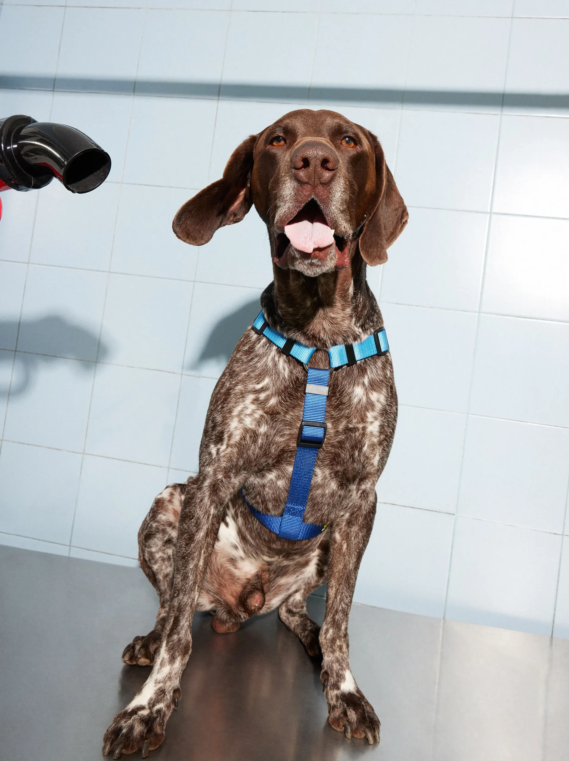 PARFOIS Arnés Para Perros Azul Shop