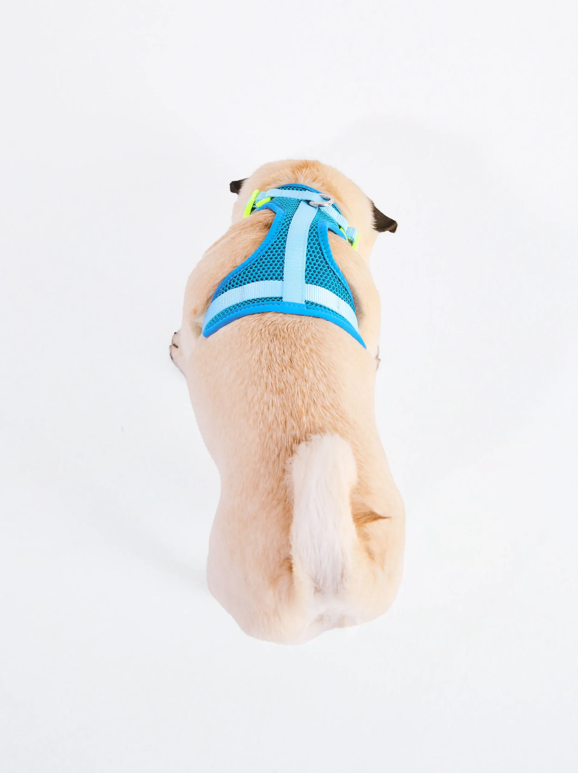 PARFOIS Arnés Para Perros Azul Online