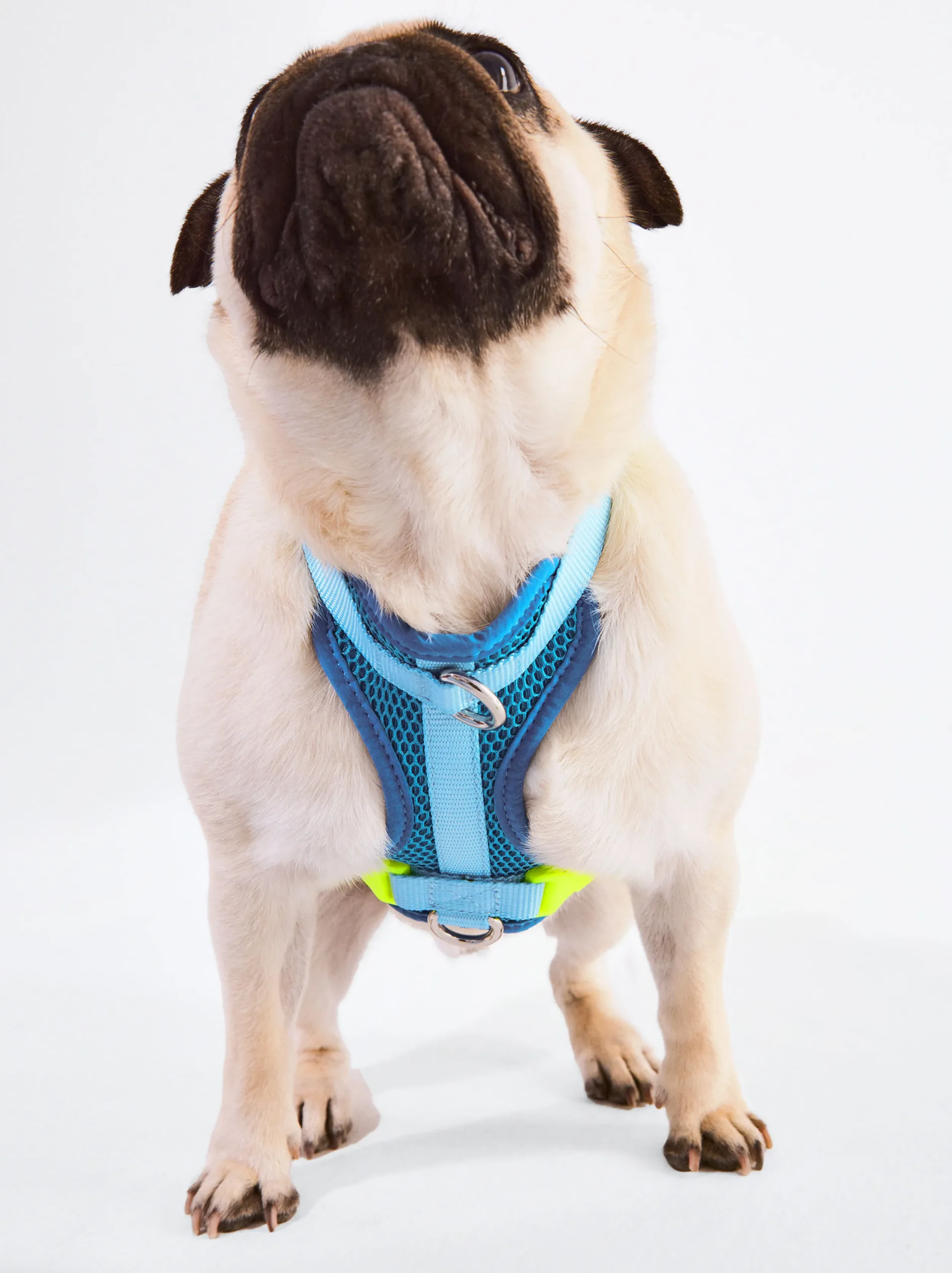 PARFOIS Arnés Para Perros Azul Online